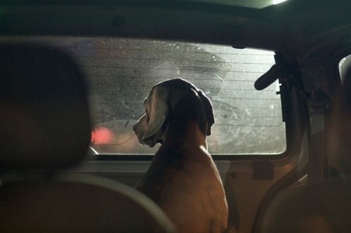 The-Silence-of-Dogs-in-Cars-15-thumb-600x400-40520