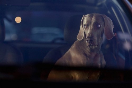 The-Silence-of-Dogs-in-Cars-17-thumb-600x400-40505